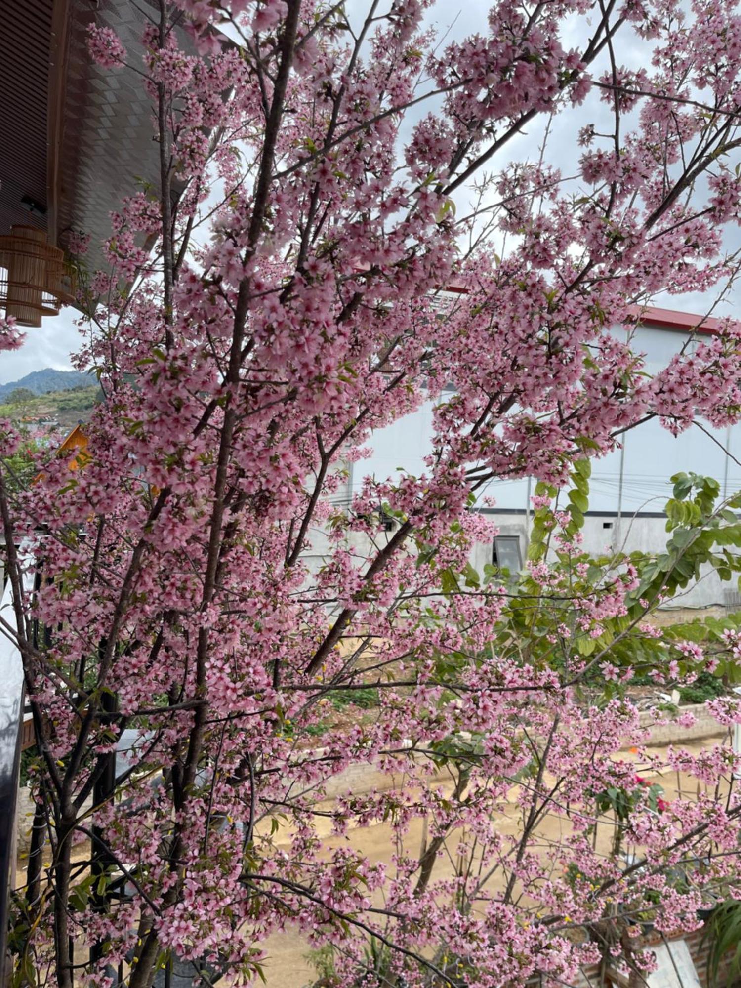 Bin House - Moc Chau Hotel Buitenkant foto